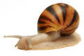 Archachatina marginataI cf. suturalis Nigeria typ 4 silver body juvenil